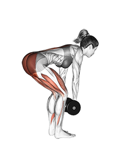 Illustration of Romanian Deadlift (Dumbbell) exercise