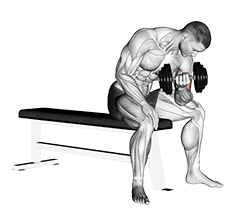 Illustration of Concentration Curl (Dumbbell) exercise