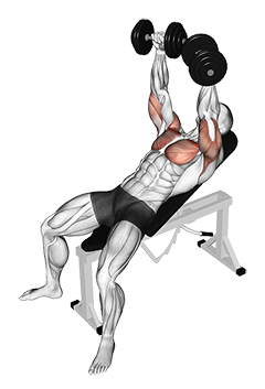 Illustration of Incline Bench Press (Dumbbell) exercise